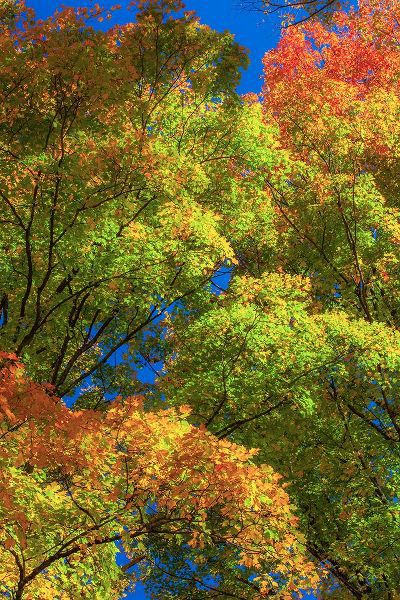 Gulin, Sylvia 아티스트의 USA-New England-Vermont Autumn looking up into Sugar Maple Trees작품입니다.